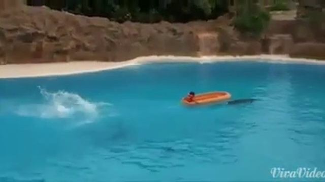 дельфинария смотреть онлайн