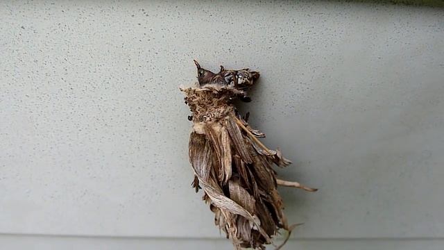 ミノムシの移動（DMC-TZ10） смотреть онлайн