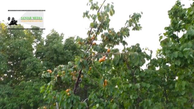 Абрикосы Канибадама самые лучшие 12 06 2020 смотреть онлайн