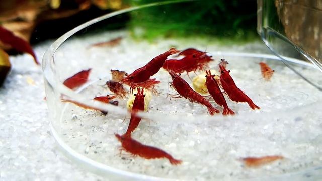 Neocaridina davidi Red Sakura | Powershrimp Walnut смотреть онлайн