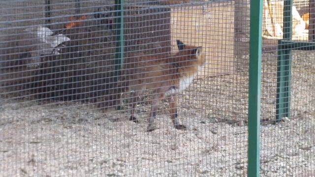 Поймал Гошу, но близко не подпустил смотреть онлайн