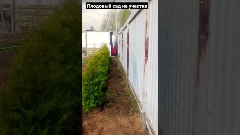 Посадка плодовых деревьев и кустарников.