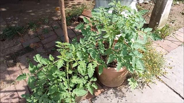Still Planting in July!  I just dug in 3 new veg garden beds ~ Never too late to plant SOMETHING!