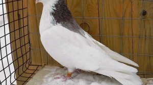 Голуби гривуны