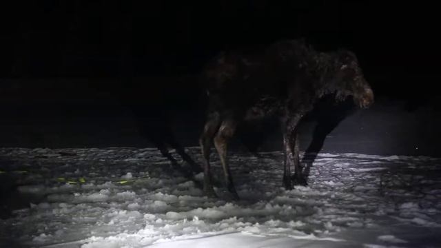 Moose recovering from winter swim pt 1 смотреть онлайн