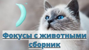 Фокусы с животными сборник