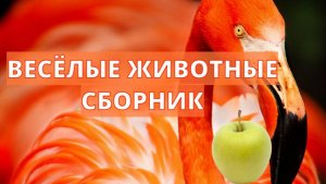 Весёлые животные сборник для детей