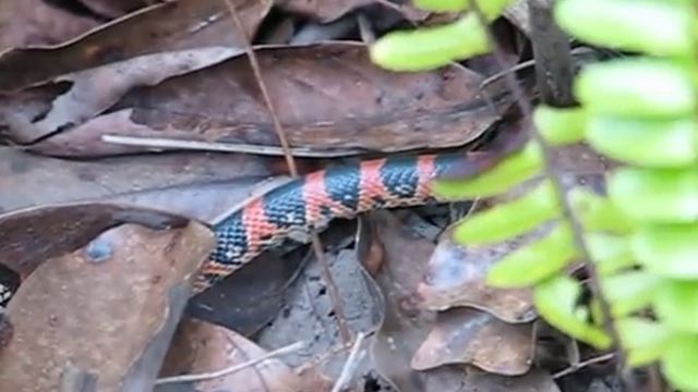 アカマタ/Ryukyu odd-tooth snake смотреть онлайн