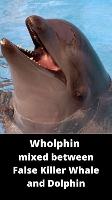 5 types of hybrid animals that actually exist #shorts смотреть онлайн