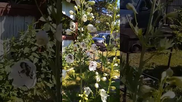 дельфиниумы из семян и семян от переопыленного материнского растения