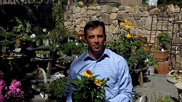 Echinacea Harvest Moon смотреть онлайн