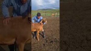 (844) сравнения Арашаны с Гиссарами...