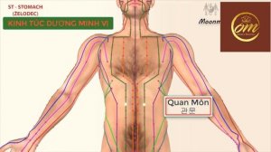 меридиан желудка (янский меридиан)