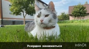 гимн школы котов копия