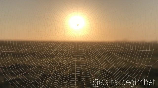 Өрмекші туралы қызықты мәліметтер. смотреть онлайн