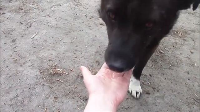 Собачки и витамины смотреть онлайн