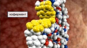 Ферменттер — қарапайым нәруыздар, күрделі нәруыздар және рибозимдер