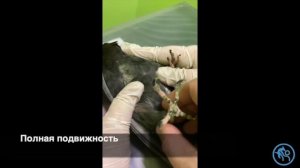 Перелом бедренной кости у голубя