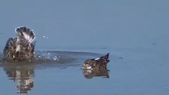 Ruddy turnstone SPI Birding center смотреть онлайн