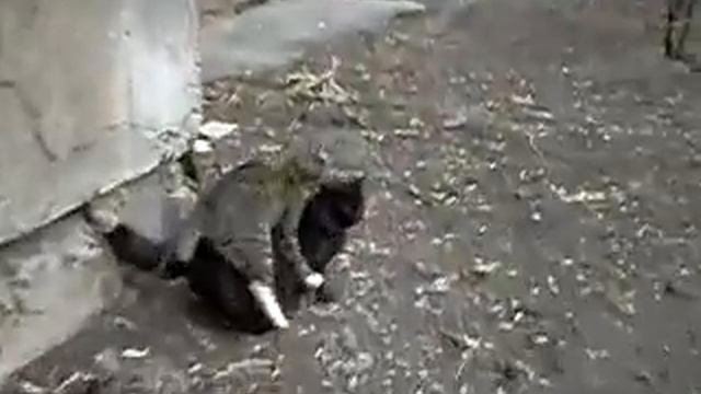 Неприступная пантера.avi смотреть онлайн