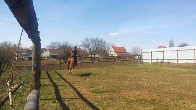 Галоп на манеже смотреть онлайн