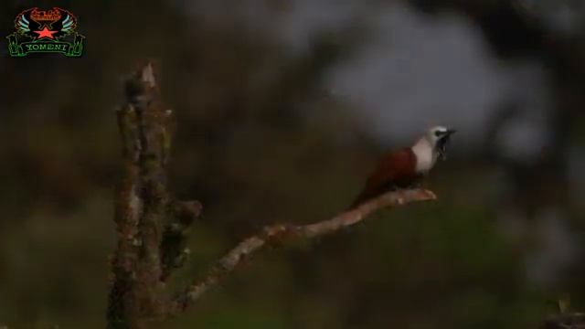 KINE-MASTER LAGU BAHASA MEUWO LAGU SEDIH😂😂 смотреть онлайн