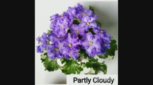Partly Cloudy! Посадка деток! Размножение фиалок!