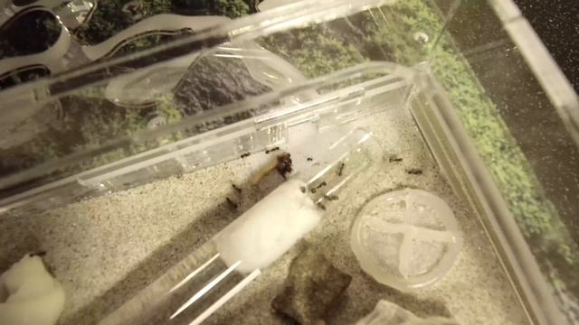 feeding my ants смотреть онлайн