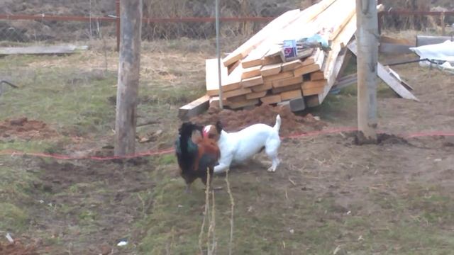 Как пёс с петухом дрались))) смотреть онлайн