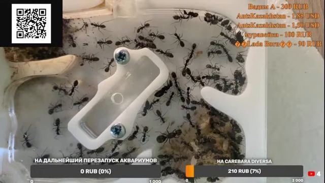 Мое знакомство с муравьями смотреть онлайн