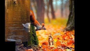 В.Коровицын-В осеннем парке/V.Korovitsyn-In the autumn park