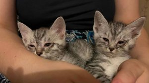 Подбросили двух котят в подъезд