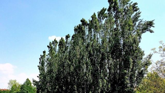 Installazione video (versione completa) - Liceo delle Scienze Umane "Albertina Sanvitale" смотреть онлайн