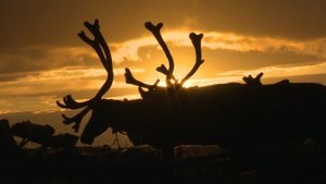 Жизнь северных кочевников летом. Жизнь в канинской тундре НЕНЕЦКИЙ АВТОНОМНЫЙ ОКРУГ