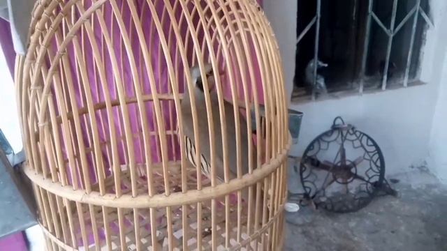 my bast female shikari awaz sound madi keklik sesi zirk awaz red jungle fowl grey partridge sound смотреть онлайн