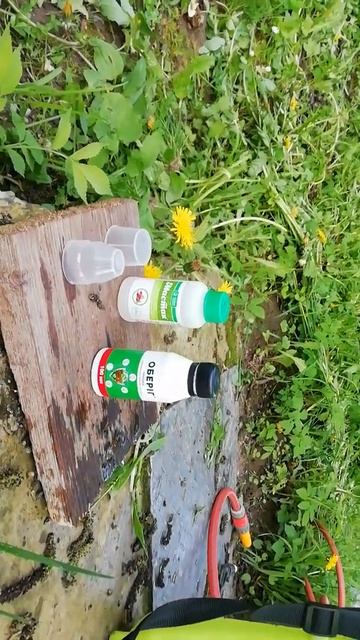 Гербіцид Мастак і Оберіг по малині смотреть онлайн