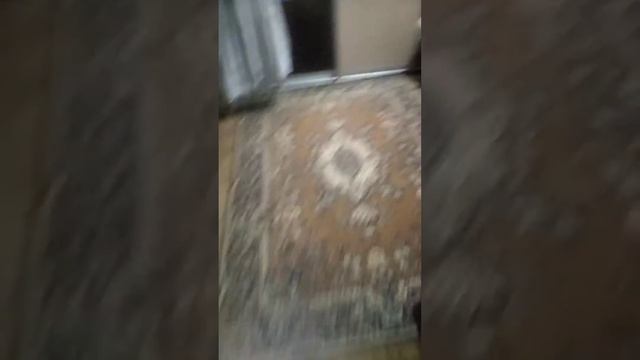 Одни проблемы этих кошек смотреть онлайн