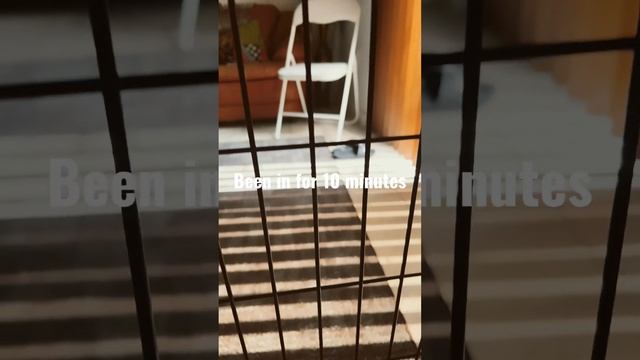 Dogs in a cage vs cats in a cage смотреть онлайн