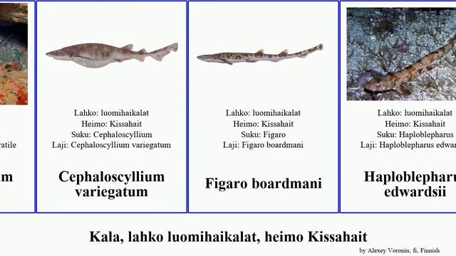 Kala, lahko luomihaikalat, heimo Kissahait cephaloscyllium scyliorhinus atelomycterus fish cooki