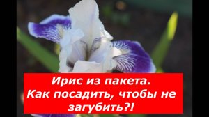 Пересадка Ириса из пакета в горшок #цветы #полезные советы #пересадка #ирисы