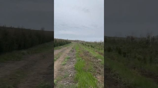 Можжевельник Виргинский