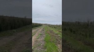 Можжевельник Виргинский