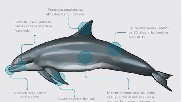 TONINAS смотреть онлайн