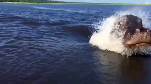 Ботсвана, Южная Африка. Бегемот атакует лодку с туристами.