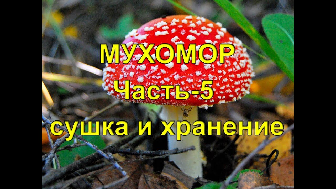 Мухомор. Часть 5. Сушка и хранение