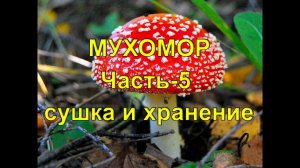Мухомор. Часть 5. Сушка и хранение