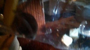 Мышь попалась в самодельную мышеловку из пластиковой бутылки.