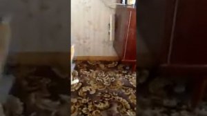 Бойцовый кот Лёвчик