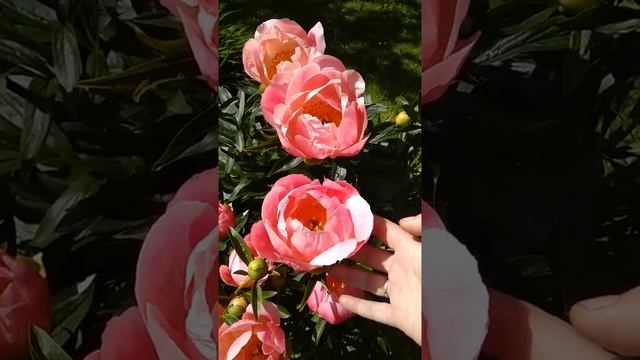 Пион Корал Шарм (Coral Charm) цветение