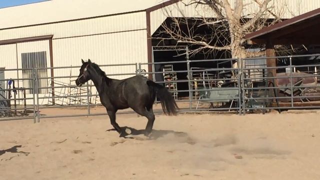 Blue Roan, DA Blue Vanessa, Dash For Cash смотреть онлайн